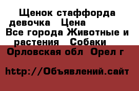 Щенок стаффорда девочка › Цена ­ 20 000 - Все города Животные и растения » Собаки   . Орловская обл.,Орел г.